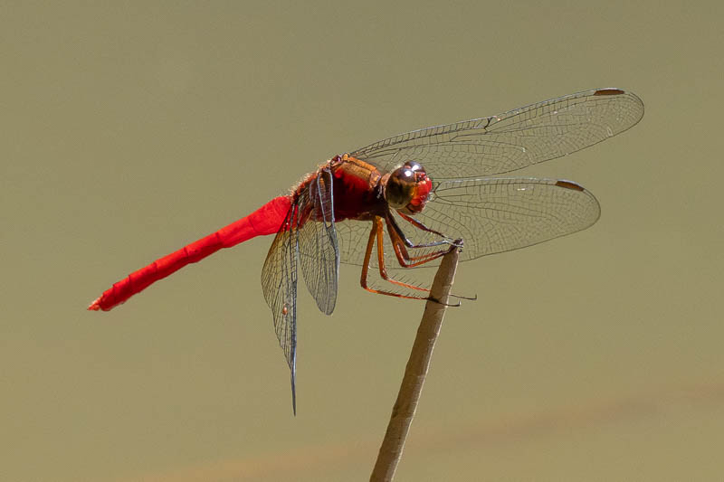 Rhodopygia hinei (Brilliant Redskimmer) male-4.jpg